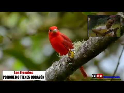 PORQUE NO TIENES CORAZON - Los Errantes de Chuquibamba