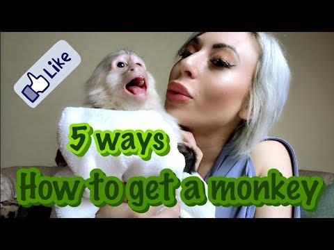 image-Are guenon monkeys good pets?