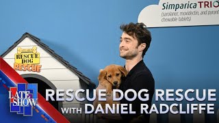 Rescue Dog Rescue With Daniel Radcliffe