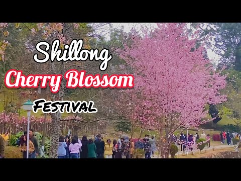Cherry Blossom Festival Shillong  | OPENING DAY with Full Tour | Northeast India