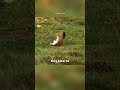 Stoat Hypnotizes Rabbit😨#shorts#youtubeshorts#stoat