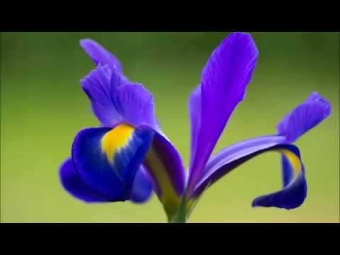 Audien vs. Krewella - Iris Alive (Myon & Shane 54 Mashup)