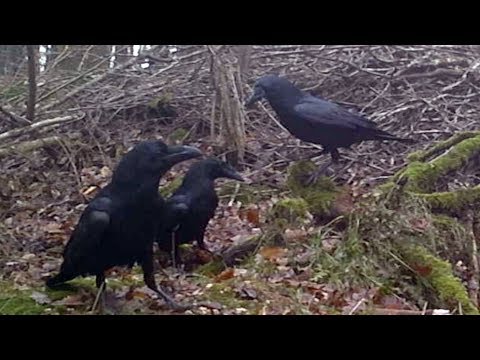 Raven and Common Buzzards. Kolkraben und Mäusebussarde. Germany / Eifel