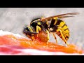 Meet The Meat Bee The Western Yellowjacket Deep Look