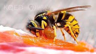 Meet the Meat Bee... the Western Yellowjacket! | Deep Look