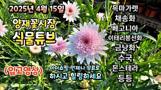 식물을 사랑하는 사람이시라면 클릭하시고 눈호강 하고 가시길 바랍니다~ 25년 4월 15일 양재꽃시장 식물튜브…