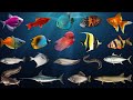 Aquarium Fish Pictures And Names Pdf