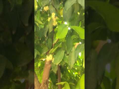 Surya prabhavathi gardens