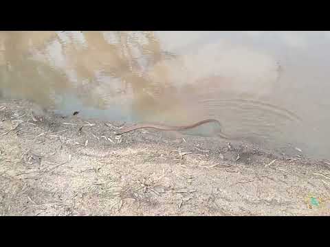 an Eastern brown behind am ac unit