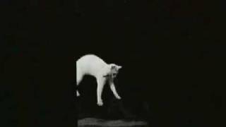 1890 Falling Cat