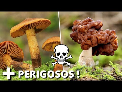 The 7 Most Poisonous Mushrooms in the World That You Need to Be Very Careful With