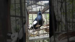 Download lagu Kicauan burung kacer durasi pendek mp3 Download lagu Kicauan burung kacer durasi pendek mp3