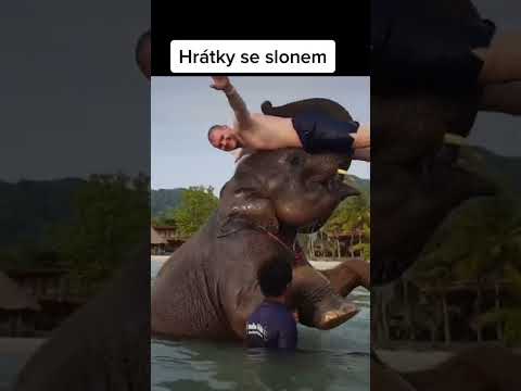 Doufám že mě unese? #Slon #Divočina #NeuvěřitelnýOkamžik #Příroda #romfunny