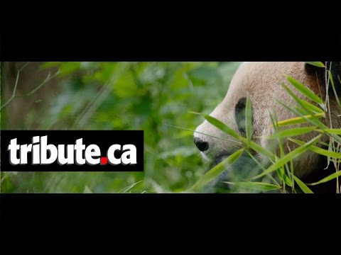 Born in China - Movie Clip: "Meet Ya Ya"