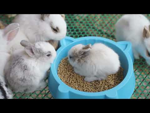 beautiful Rabbits 💖❤️💕😍