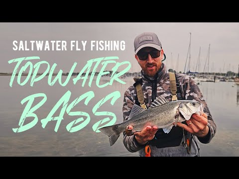 Bass Exploding on Topwater Flies | Saltwater Fly Fishing UK