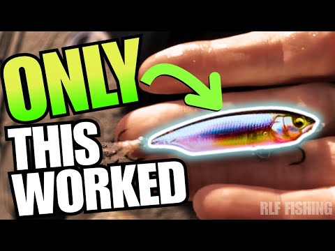 This Tiny Bait Caught a TON of Bass (Megabass Karashi Fall Pattern)