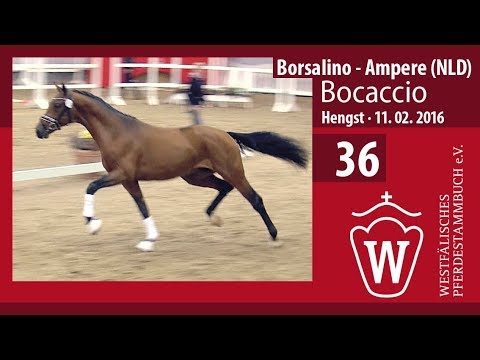 36 Bocaccio Hengst v. Borsalino   - Ampere (NLD)