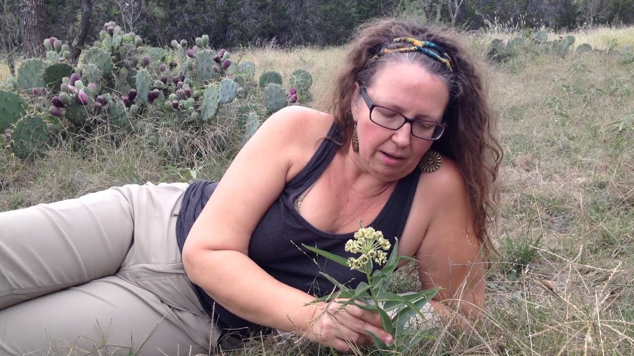 Medicinal Minute: Antelope Horns or "Inmortal" (Asclepias asperula) - YouTube