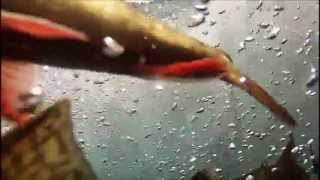 Desolation Wilderness Trout - July 2013