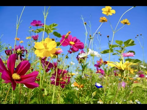 Peaceful Music, Relaxing Music, Instrumental Music, "Wildflowers" by Tim Janis