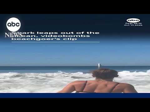 Shark videobombs beachgoer's clip