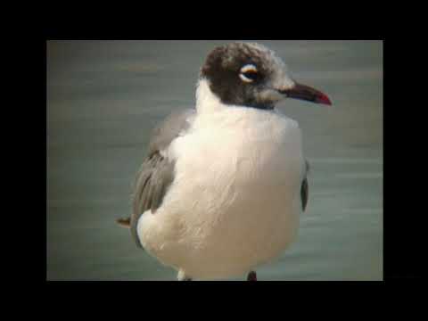 アメリカズグロカモメ（1）迷鳥（秋田県潟上市） - Franklin's Gull - Wild Bird - 野鳥 動画図鑑