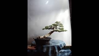 Download lagu Streblus asper 'kalyos' (slanting style) bonsai /# short you tube video mp3