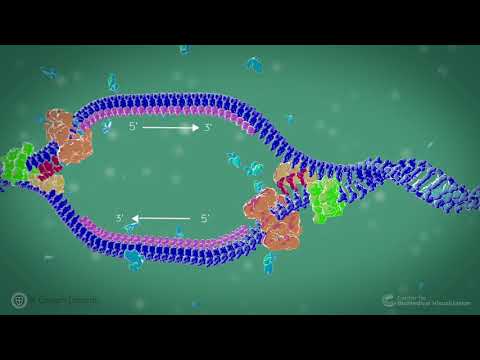 DNA Replication in Prokaryote Organisms