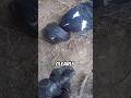 Biker Hits Deer At 100mph Credit Jdev17