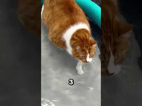 Questo gatto dimagrisce… camminando nell’acqua 😲🐱
