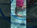 Baby Swim Floating Through The Hoop Swimming Pool Underwater Learning Floating Swim Learn