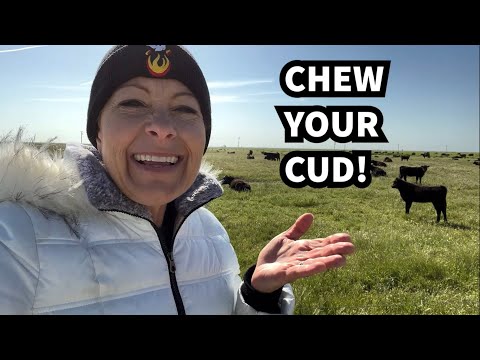 377 - Why do cows chew their cud?