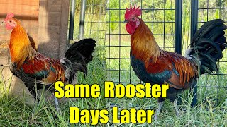 This One Trick Will Make Your Roosters Mature Fast!