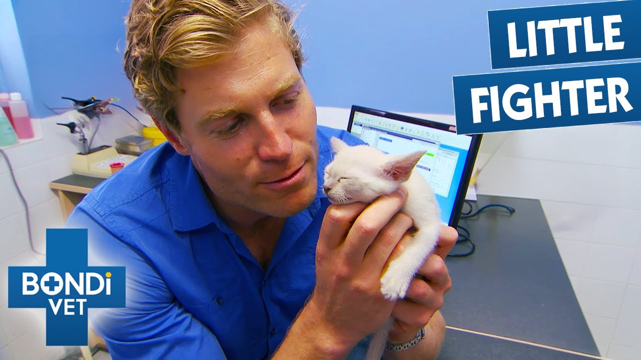 Tiny Kitten Born With Twisted Leg Gets A Second Chance