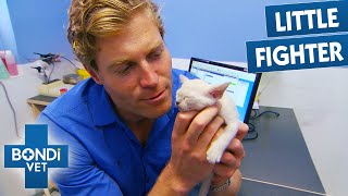 Tiny Kitten Born With Twisted Leg Gets A Second Chance
