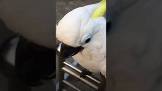 Download lagu Unik Burung Kaka Tua Pandai Bicara Assalamualaikum #kakatua #shorts mp3 Download lagu Unik Burung Kaka Tua Pandai Bicara Assalamualaikum #kakatua #shorts mp3