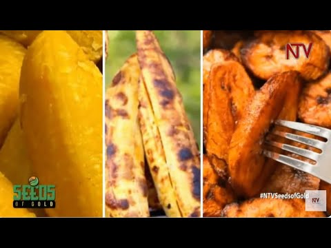 Mastering Gonja (Plantain) farming in Uganda | SEEDS OF GOLD