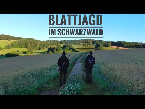 Blattjagd im Schwarzwald | Hoch spannender Blattjagd Ansitz