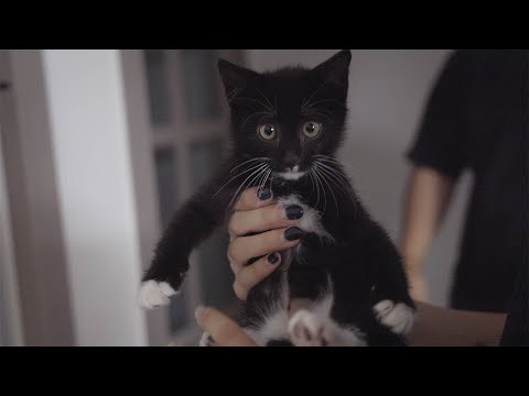 생후 한 달, 구조된 새끼 길냥이는 어떻게 지낼까?