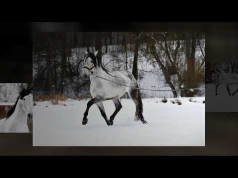 ANDALUSIAN HORSES FOR SALE - YEGUADA D IS PRESENTING TOP PRE CHAMPION STALLIONS