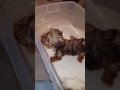 So Cute Tiny Puppy Lucy Cries During Her Bath Chihuahua Yorkie Chorkie