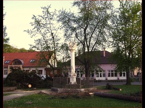 SZÁSZVÁR- KIVÁGTÁK A FENYŐFÁKAT