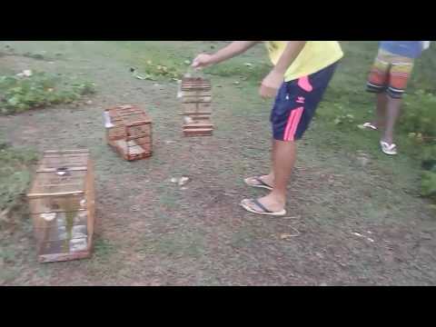 Chorao guerrero ataca novamente muito bom