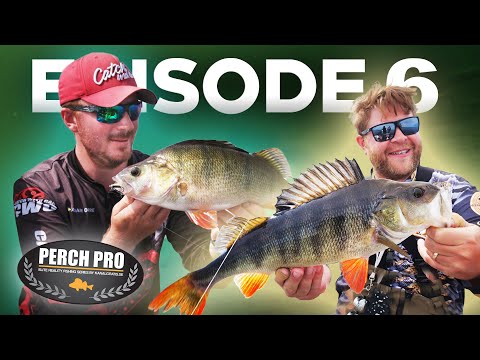 PERCH PRO 7 - Episode 6 (Deutsche Untertitel)