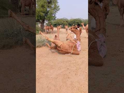 Camelbaby feeding llcamel seacon camel#wildlife #short#video#lion #viralvideo