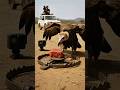 Will the vulture escape the trap and get the meat? 🦅🥩❓ Giddh maas le paayega? #vultures #trap #meat