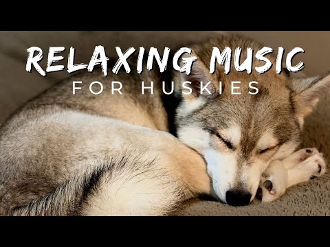 Husky Calming Music TESTED: Relax, Soothe & Promote Sleep for Your Puppy or Adult Huskies