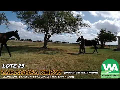 Lote ZARAGOSA XHOW (BRZ)