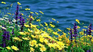 Sad Girls - Jillian Jacqueline